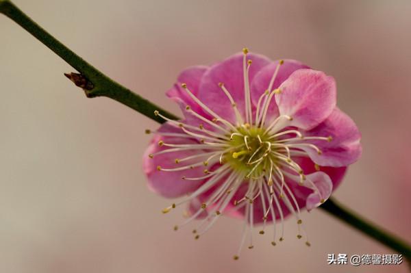 2022新春遊園&mdash;&mdash;植物園賞花
