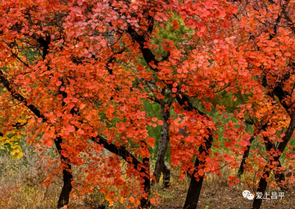 氣溫驟降,昌平這6個賞紅葉地即將登場,提前收藏 氣溫驟降,昌平這6個賞紅葉地即將登場,提前收藏