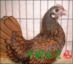 比孔雀還漂亮的雞！大開眼界