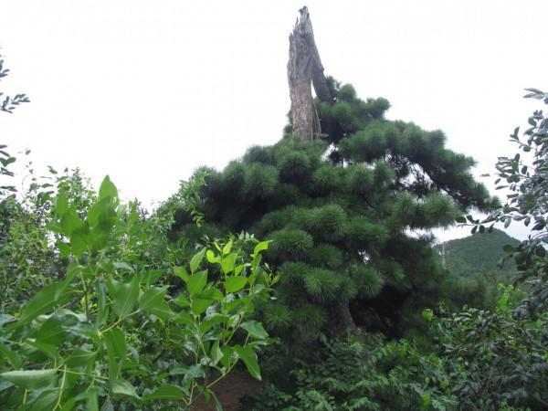 探訪崇禎皇帝陵——思陵