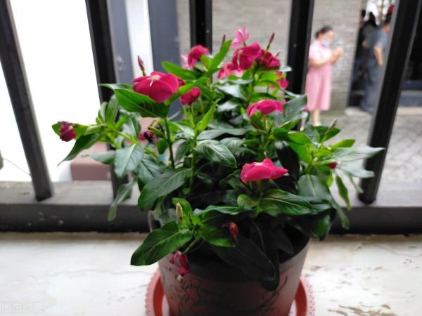 痴迷養花以後,每天會發生的6件事,看看是不是也發生在你身上 痴迷養花以後,每天會發生的6件事,看看是不是也發生在你身上