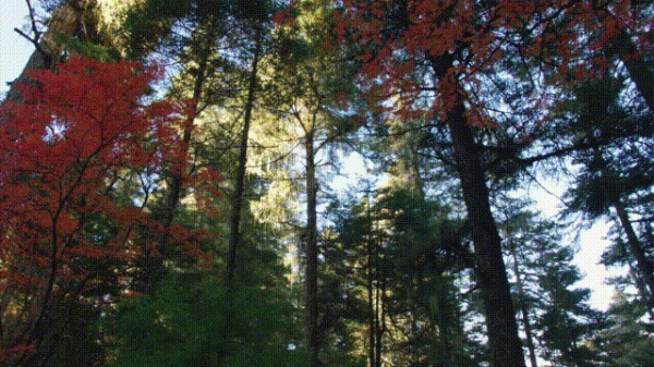 黃金陣容的《八角亭迷霧》,為何“打”不過小製作的《司藤》? 黃金陣容的《八角亭迷霧》,為何“打”不過小製作的《司藤》?