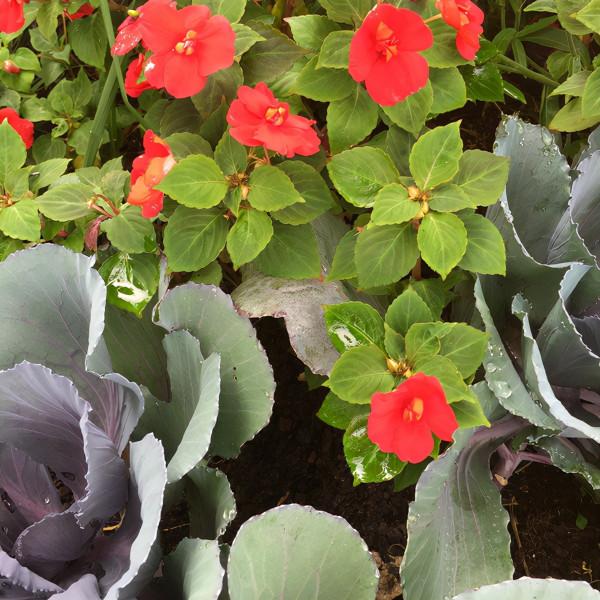 10個打造秋季花園的大膽創意，是時候讓五顏六色的花卉綻放啦