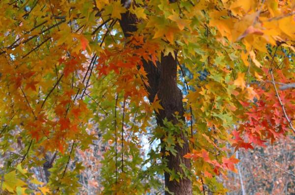 最美的五彩楓葉 最美的五彩楓葉