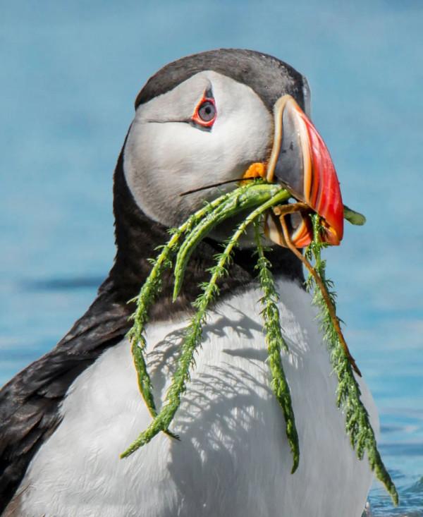 完美旅行畫報 | 美國秋冬最佳候鳥觀賞地
