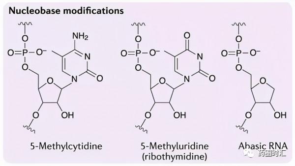 小小的核苷酸，如何經過修飾，成為治病救人的良藥