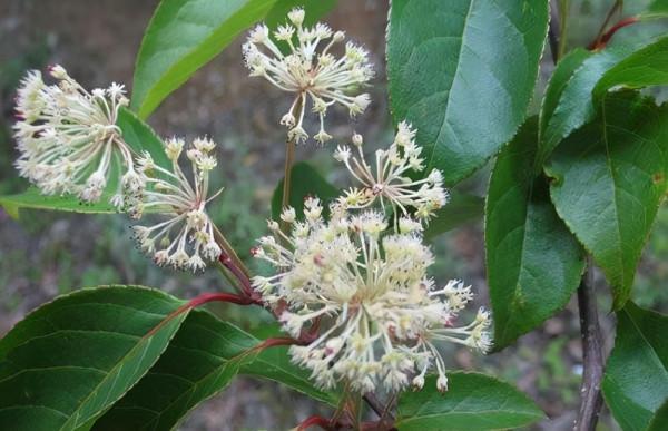 元氣滿滿——十齒花