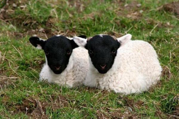 80個神奇照片，最早的鼻罩，比小鎮還大的巨輪，打獵的精美裝備