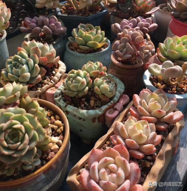 買多肉,不要亂花錢,寧花10塊買1棵,不花10塊買10棵 買多肉,不要亂花錢,寧花10塊買1棵,不花10塊買10棵