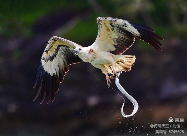 鳥類空中的戰鬥機&mdash;&mdash;白腹海雕