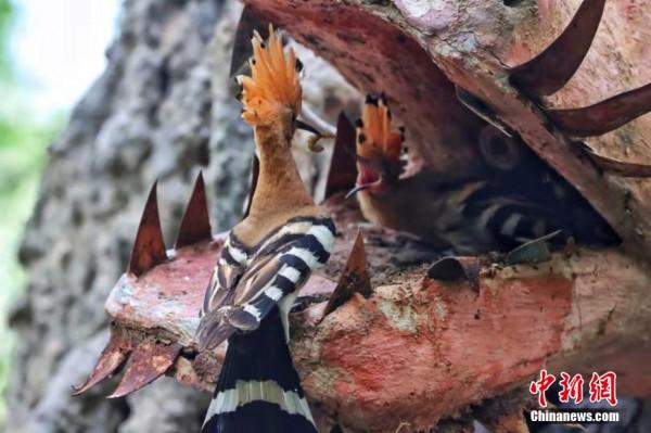 珍貴!攝影師青海拍攝到稀有動物戴勝鳥成長畫面 珍貴!攝影師青海拍攝到稀有動物戴勝鳥成長畫面