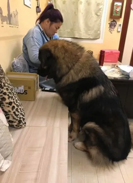 小奶貓半夜一叫,高加索犬立馬跑去照顧它,主人感動:怎麼這麼暖 小奶貓半夜一叫,高加索犬立馬跑去照顧它,主人感動:怎麼這麼暖