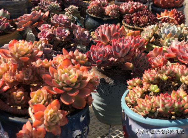 據說養多肉也有等級之分,一共6個等級,來看你達到哪個等級了? 據說養多肉也有等級之分,一共6個等級,來看你達到哪個等級了?