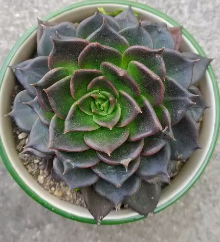 不想養綠植,種了這4種“黑植”,養得起勁卻差點被扔掉 不想養綠植,種了這4種“黑植”,養得起勁卻差點被扔掉