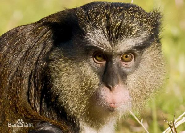 動物們能聽懂同類說的“方言”嗎？