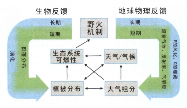 鑽進地下，深“扒”野火和生物滅絕間千絲萬縷的關係