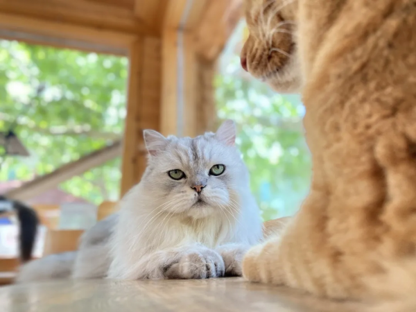 秋天的第一波兒狗糧,受著吧你 秋天的第一波兒狗糧,受著吧你