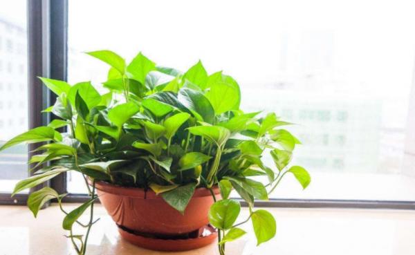 秋涼該怎麼處理土培的綠蘿？幹好3件事，一盆變多盆，鬱鬱蔥蔥