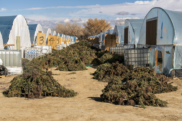 費城的“殭屍樂園”是美國癮君子的地獄