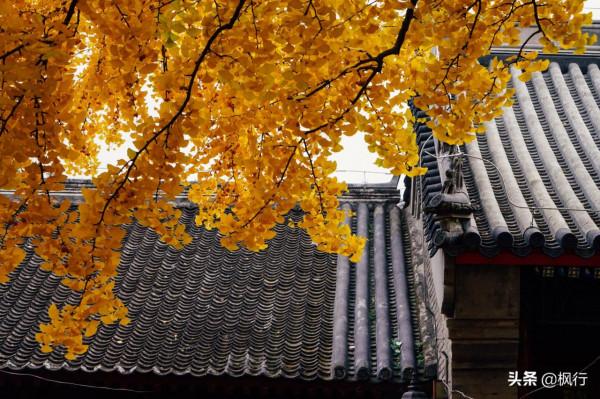 再有半個月，北京將迎來最美的季節，12個銀杏寶藏地，附機位攻略