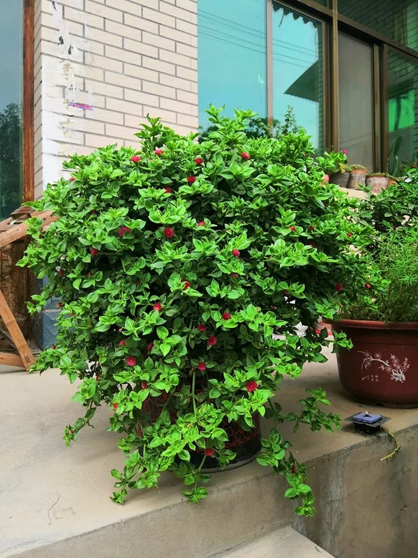 吃剩的青菜根，埋進花盆裡，澆點水，冒出小菜園，半年摘不完