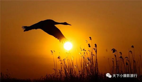 齊齊合爾的鶴群