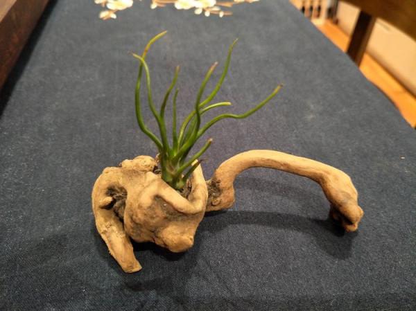 快春節了，來一波超讚木頭風園藝佳作欣賞