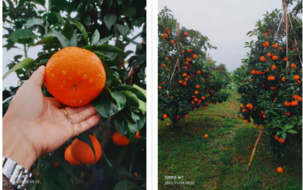 賣統果 PK 分批採,怎樣賣果更賺錢?為何有人說早賣划不來? 賣統果 PK 分批採,怎樣賣果更賺錢?為何有人說早賣划不來?