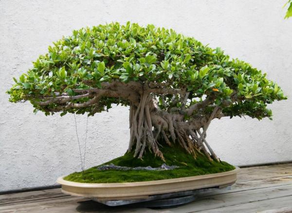 這5種盆栽植物掌握特性真的很好養:“人越懶花越旺” 這5種盆栽植物掌握特性真的很好養:“人越懶花越旺”