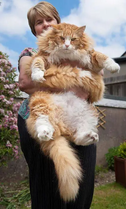 貓大十八變，來看看小眼緬因貓的蛻變史