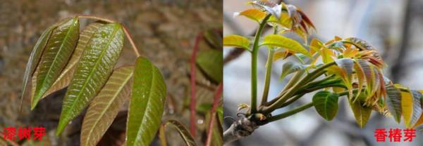小區有人吃綠化帶？注意這些“野菜”不能吃，小心中毒