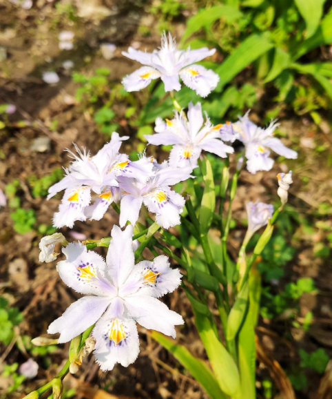 秋天種下3種花，冬天零下也不怕，明年春天花開滿園