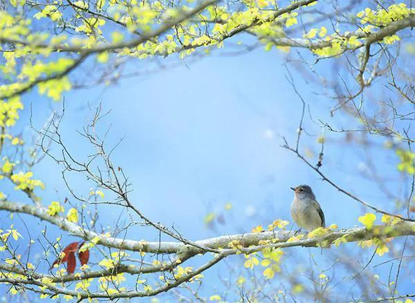 分享圖片——最美的鳥語花香集錦