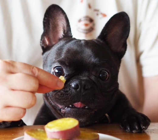 飼養法國鬥牛犬，這幾個問題別忽略