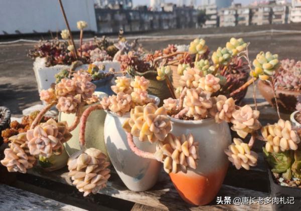 多肉根系越長就越好？並非如此，有時根系過長反而說明養法有問題