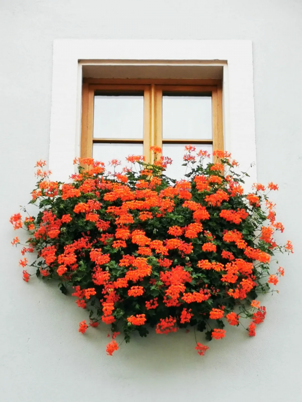 東北花友走遍歐洲著名花園,回國後建了座四季有花的北方花園 東北花友走遍歐洲著名花園,回國後建了座四季有花的北方花園