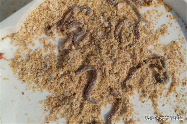 冬季釣鯽魚，上幾條魚就停口？用這3種絕殺餌料，魚會越聚越多