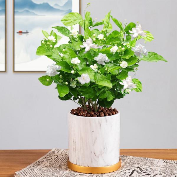 5種&OpenCurlyDoubleQuote;漂亮花&rdquo;，能泡茶、煲湯、炒菜，養成大盆景，吃都吃不完