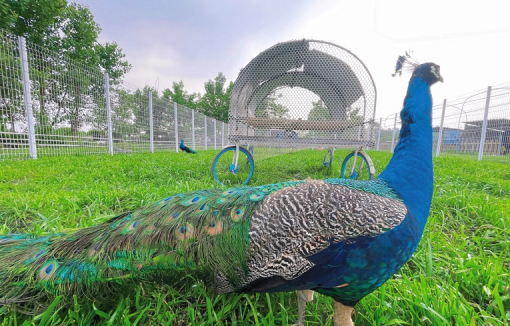 農莊萌寵樂園，如何經營？6種類型，3個經營要點