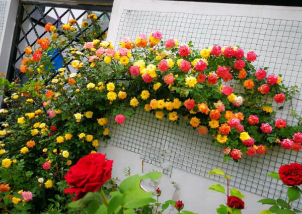 進入十月份天氣轉涼,藤本月季莫亂修剪,兩種情況要分清 進入十月份天氣轉涼,藤本月季莫亂修剪,兩種情況要分清