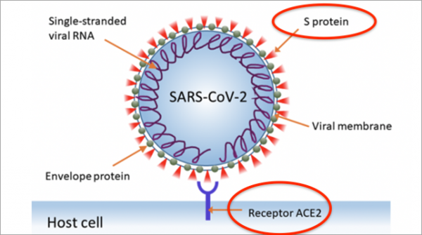 來，嚼可以“捕獲”新冠病毒的口香糖