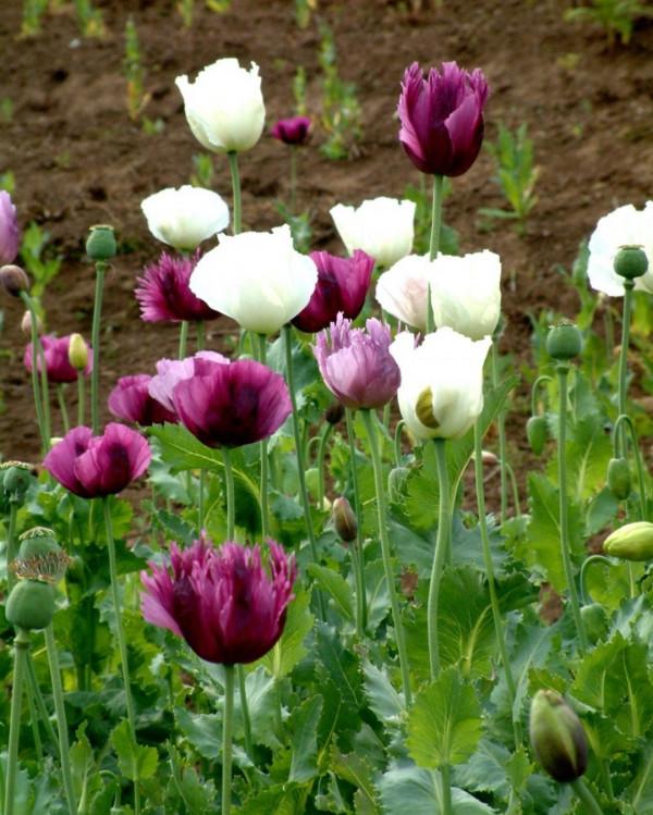 漂亮的花都有毒!認識這38種“大毒花”,給小孩做科普,遠離危險 漂亮的花都有毒!認識這38種“大毒花”,給小孩做科普,遠離危險