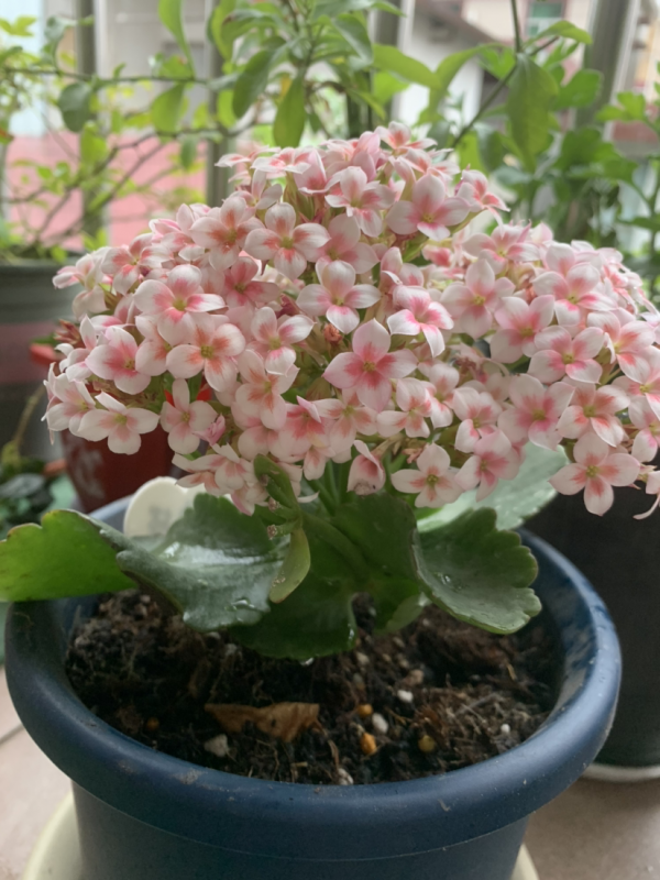 買回家的花總掉花苞，原因出在4個地方，趕緊改正還能開花