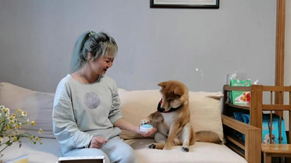 不敢信！我居然教會了自家柴犬“說”人話