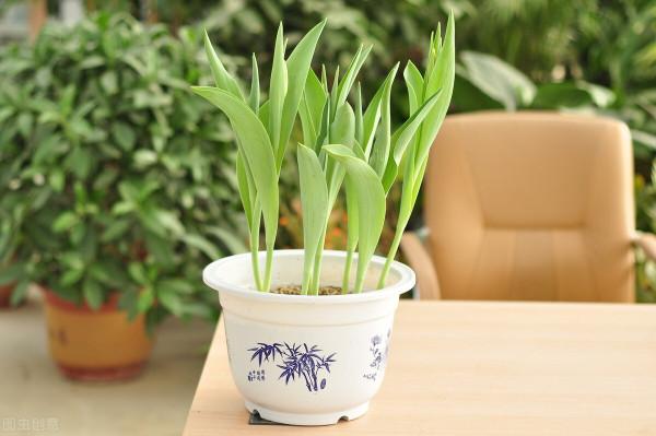 這7種年宵花都是&OpenCurlyDoubleQuote;一次性&rdquo;的，開完扔了吧，沒必要繼續養