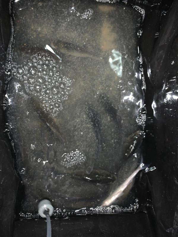 國產並繼-海濱 仙竹胴調二代目15尺初體驗