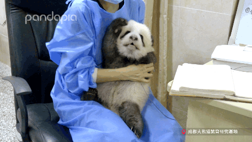 今天，來說說如何給大熊貓“充電”