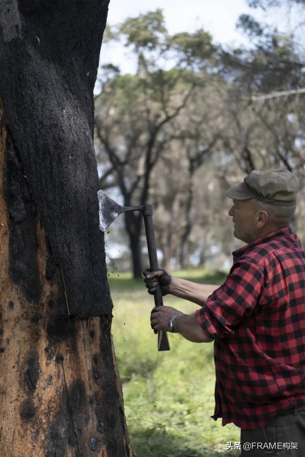軟木的迴流，能否成為主流？