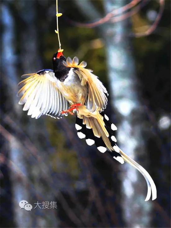 我們的星球上,動物的尾巴是最值得欣賞的,那就是鳥的美麗尾巴 我們的星球上,動物的尾巴是最值得欣賞的,那就是鳥的美麗尾巴