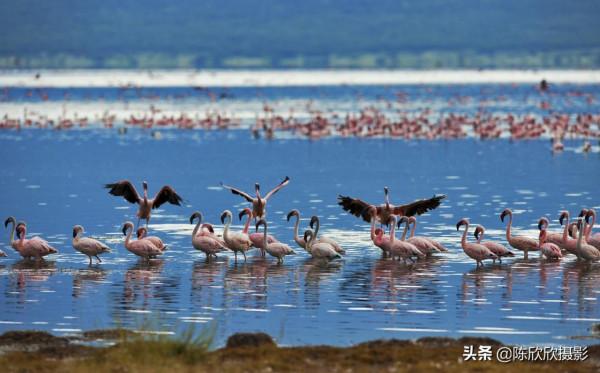火烈鳥的天堂-博戈里亞湖
